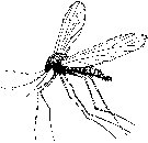 Mosquito Image