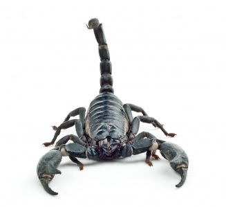 Facts About Scorpians