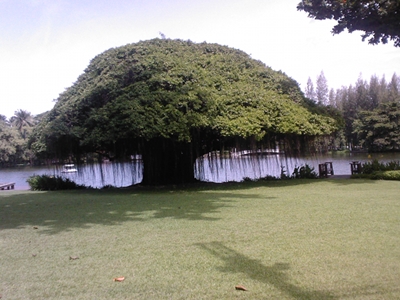 Thailand Tree Image
