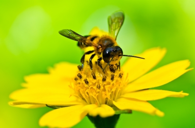 Honey Bee Image