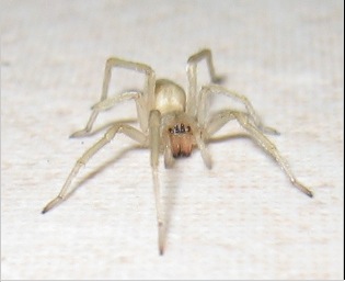Yellow Sac Spider image