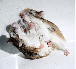 Hamsters arguing image