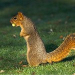 Squirrel Image