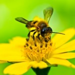 Honey Bee Image