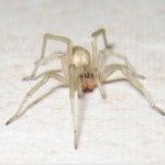 Yellow Sac Spider image