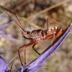Assassin Bug picture