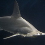 Hammerhead shark image